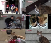 동물농장 핑돼·살구♥경선 씨X길반려냥 단풍이X친구에서 원수로 람VS딩가 [종합]