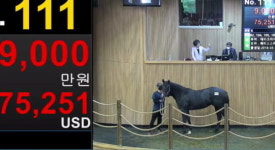 2세 경주마 경매 낙찰률 20.5%로 마무리