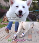 뒷다리 파업..동물농장 장애견→관종견 희화화 논란[스타이슈]
