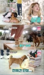 개훌륭 역대급 천재犬 뭉이, 개견기만 32개..젠가까지 성공