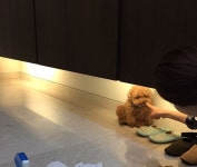 최지우, 반려견 훈육 현장 공개..러블리함이 닮았네[스타IN★]