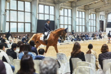 로얄새들, 승용마 경매 제주에서 진행