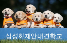 삼성화재 안내견학교, 안내견 8마리·은퇴견 6마리 새로운 출발...함께 내일로 걷다 진행