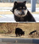 선풍기 犬 깜순이, 참혹하게 얼굴 부푼 이유는?[동물농장]