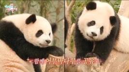 루이X후이, 쌍둥바오 정반대 성격에 사육사 육아 만렙 [전참시] [별별TV]