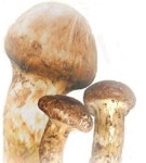 음경성형술은 구조를 이해한 숙련된 전문의에게 시술받아야