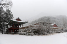금산(金山) 인삼 향기에 취하다