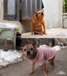 동물농장, 드디어 네발로 선 두발 강아지 바다 감동