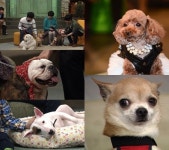 캣츠앤독스, 스타견 총출동..중형차 한대 값 출연료 입이 떡