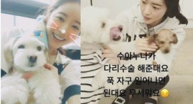 [단독] 홍수아, 2년간 유기견들 구조·치료..수천만원 수술비 직접 부담