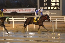 7일 1등급 경주, 글로벌뱅크 VS 청담제왕 동갑내기 산지 대결