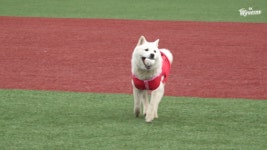 SK, ‘서울우유 아이펫밀크’와 함께하는 도그데이 행사