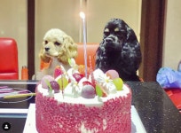 코카 반려견 1살 생일파티 '뭉클'..현진영 "아빠가 사랑해" [Oh!마이 Pet]