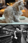 이효리♥ 이상순, 2세 임신 대신 고양이 사랑 [Oh!마이Pet]