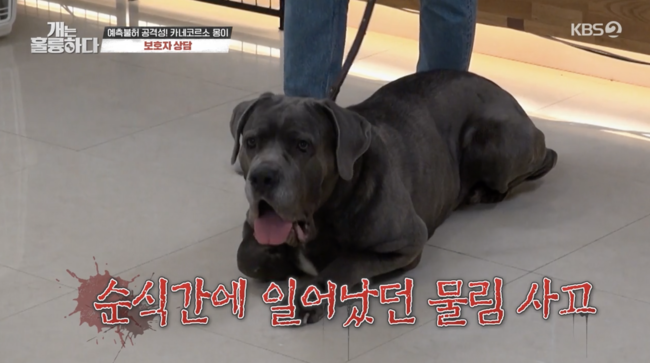 개훌륭, 강형욱 논란에 잠정 폐지 후 리뉴얼 예정 확인