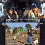 이효리, 이상형 강아지 ‘쿠키’→첫 임보 ‘토미’와 눈물의 재회 예고 (‘캐나다체크인’)[종합]