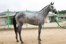 라라케이-한강크라운-나이스타임.. 2세 최고마 선발 시리즈, 8일 막이 오른다