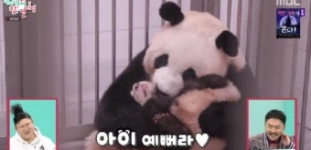 '전참시' 푸바오, 강철원 사육사에 마사지 해달라고 애교..쌍둥바오까지 '안방 초토화'