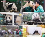 우리의 영원한 아기판다 푸바오, 안녕..강사육사 결국 ‘눈물’(‘동물농장’)