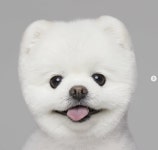 SNS 스타견 달리, 1년 전 무지개 다리 건넜다 행복했던 기억만 남겨주길 [전문]