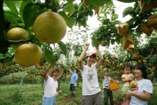 남양주시, 18일부터 제5회 먹골배 축제 개최