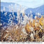 가을을 잡아두고 싶은 사람들을 위한 주말 억새산행