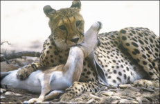 야생동물 생태 근접촬영 `와일드 빅5` 만난다