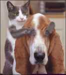 개와 고양이의 동거시대