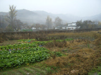 판교 인근 고기리, 쇳골 등 상업시설 토지도 들썩