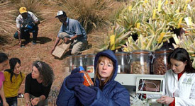 “세계 멸종식물 씨앗으로 복원한다”…英 밀레니엄 종자은행