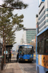 강북구, 소나무로 가로수 조성 눈길