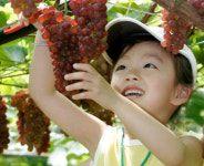 <그곳에 가고싶다>農心 만끽하는 ‘과수원 체험’