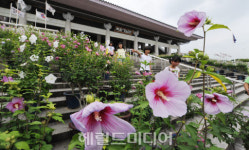 “무궁화 너무 예뻐”…즐겁게 바라보는 동심