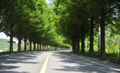 여기, 전통가락을 쏙 빼닮은 길이 있습니다