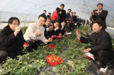남과 북 함께 키운 ‘통일딸기’ 첫 수확