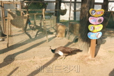 삼성이 R&D메카에 동물농장을 만든 까닭?