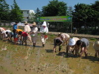 농요 부르며 모심기하니 더운 줄도 모르겠어요