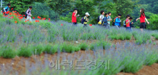 <1마을 1축제>보랏빛 향기 가득한 꽃내마루 마을의 라벤더 축제
