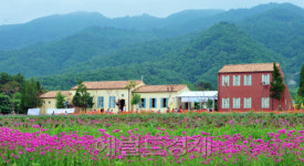 <1마을 1축제>보랏빛 향기 가득한 꽃내마루 마을의 라벤더 축제