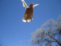 닭(鷄)은 원래 날지 못한다?!