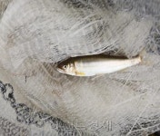 청계천에 은어 산다…동ㆍ식물 463종 서식