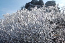 덕유산 올해 첫 상고대(나무서리) 피었다.