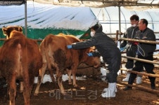 건국대 수의대생들 구제역 방역현장 가보니...