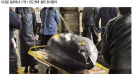 참치 한마리에 4억!…이젠 피쉬플레이션 시대
