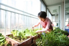 강동구 집집마다 텃밭… 전국 첫 ‘친환경 도시농업’선포