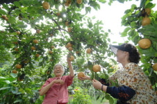 땅 한평의 행복... 도시텃밭 가꾸기 열풍