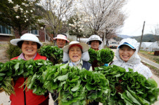 <1마을 1축제>흑돼지 한 마리로  20만 명을 불러들이다...양구 곰취축제