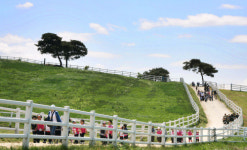 푸른 초원과 아름다운 말이 있는 풍경…목장으로 떠나는 피서 여행