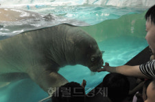 <포토뉴스> 손인사 하는 바다코끼리