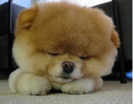 페이스북 친구만 180만명인 강아지? 깜짝